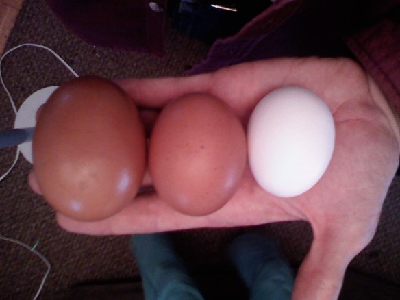 0427081743 Fresh (non-caged) Benefits