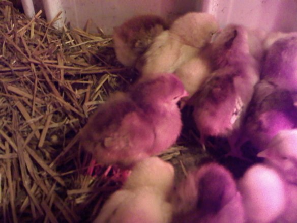 0327091703a1 Rhode Island Reds