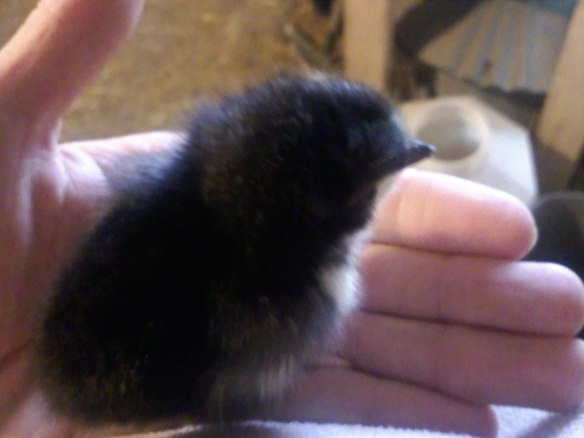 03280911142 03280911142