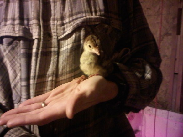 04040909441 Broad Breasted Bronze Turkey