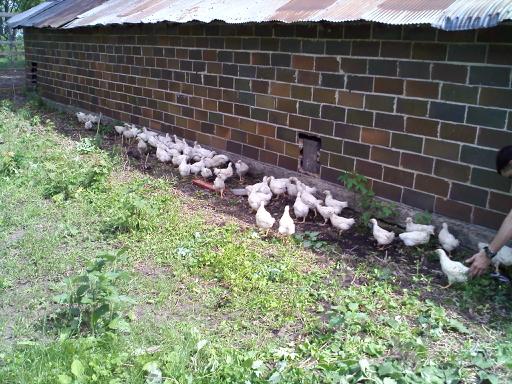 chickens in yard