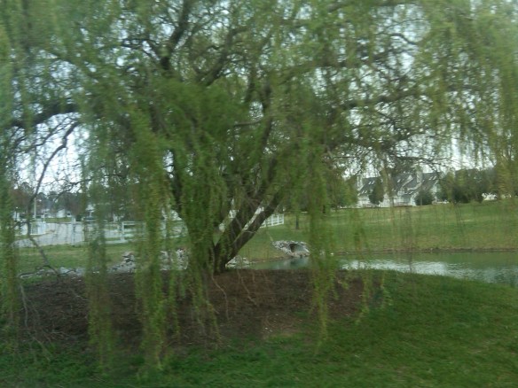 IMG00251-20110326-1545